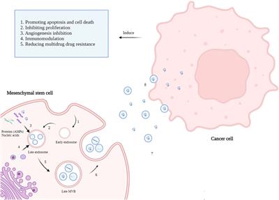 Mesenchymal Stem Cell-Derived Antimicrobial Peptides as Potential Anti-Neoplastic Agents: New Insight into Anticancer Mechanisms of Stem Cells and Exosomes